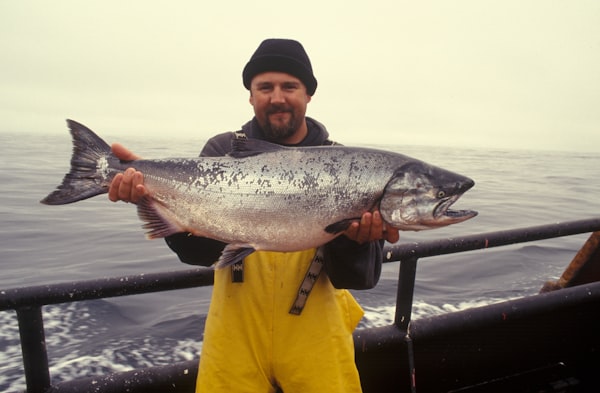 Fresh whole Norwegian Atlantic salmon on crushed ice